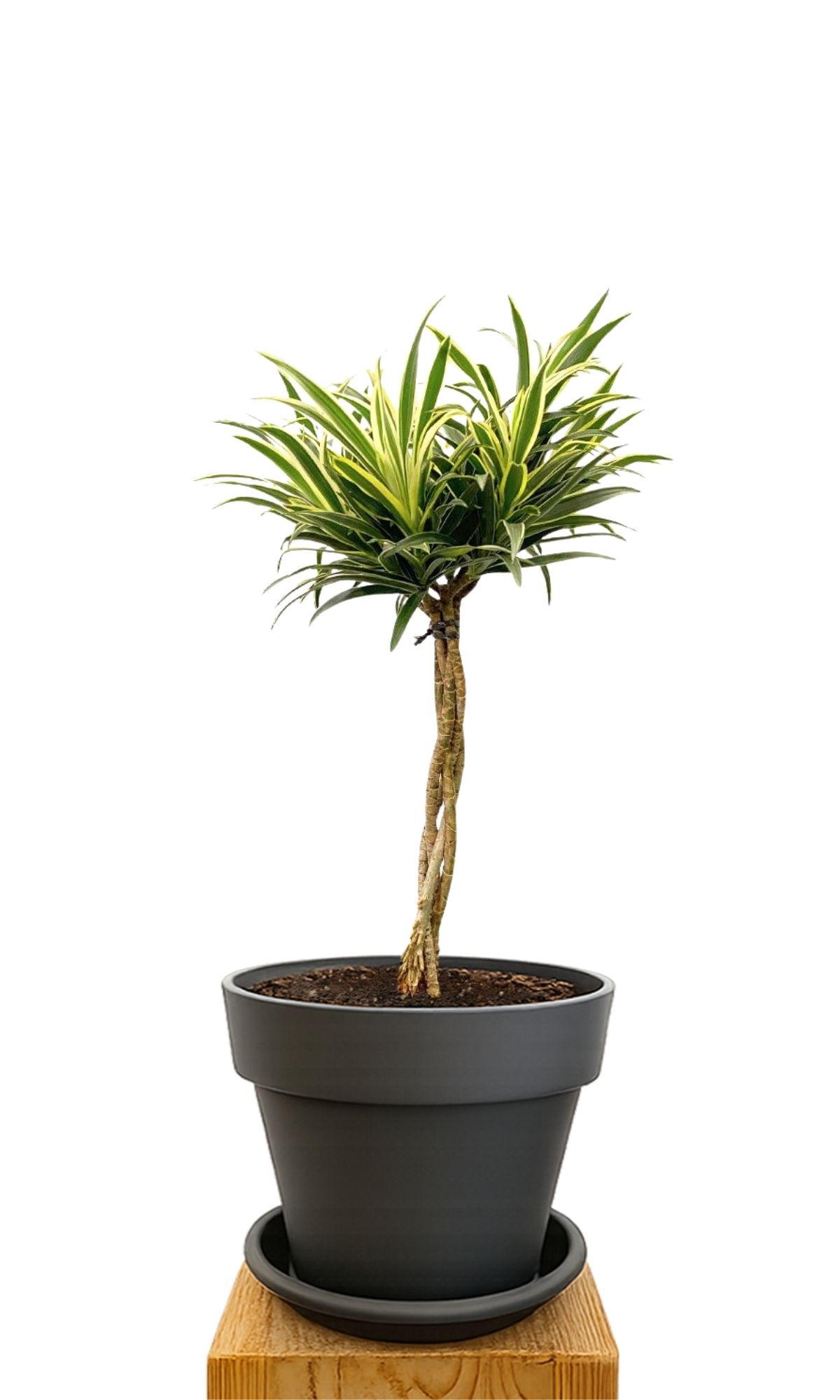 Plant kit 30 Anthracite